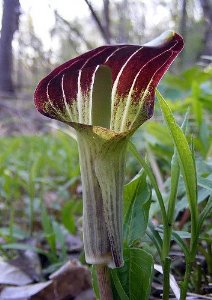 Jack-in-the-pulpi