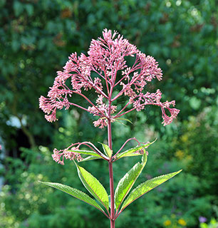 all flowering plants Archives - Nationbloom