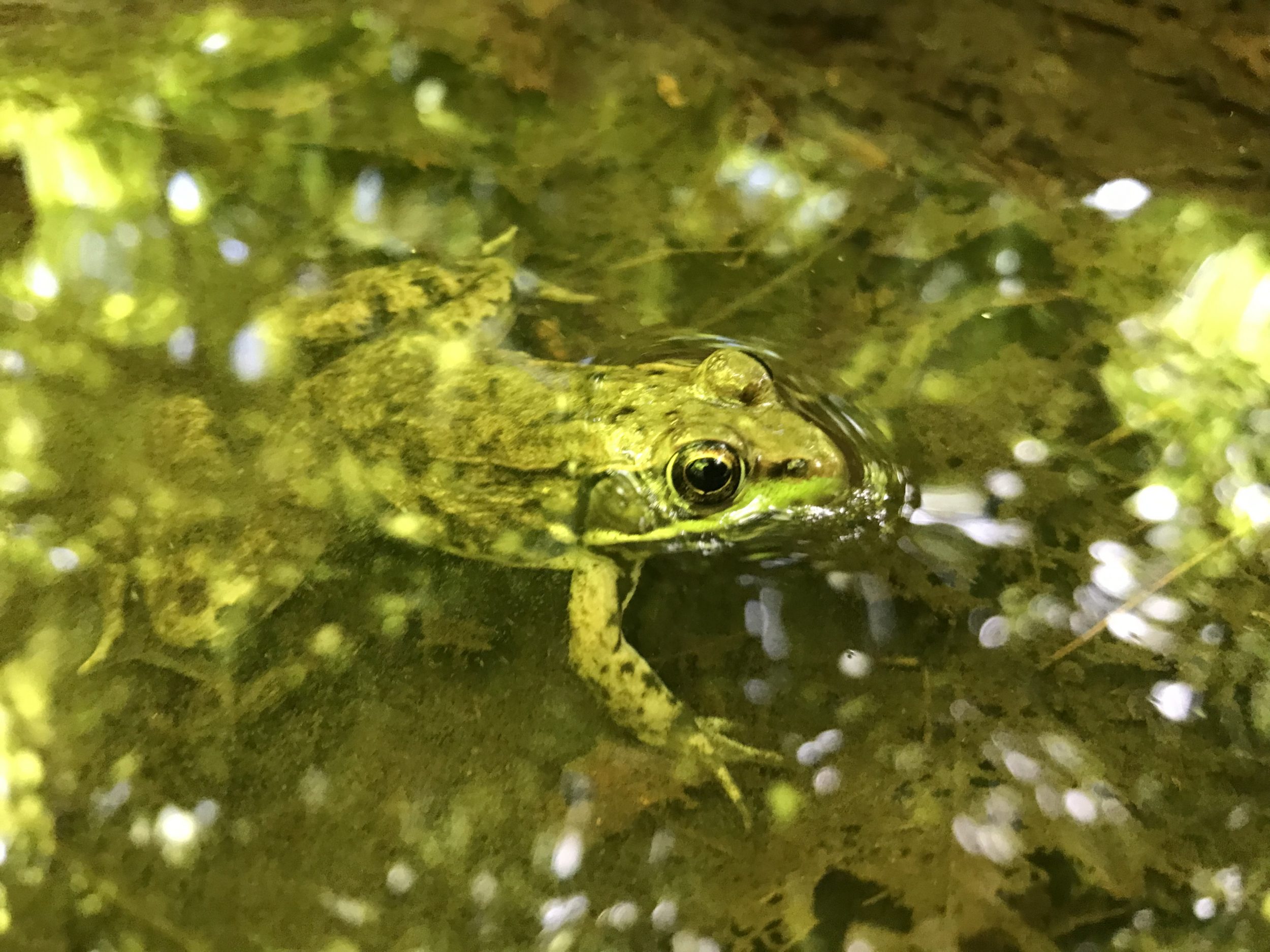 A green frog along the Thunder Swamp Trail