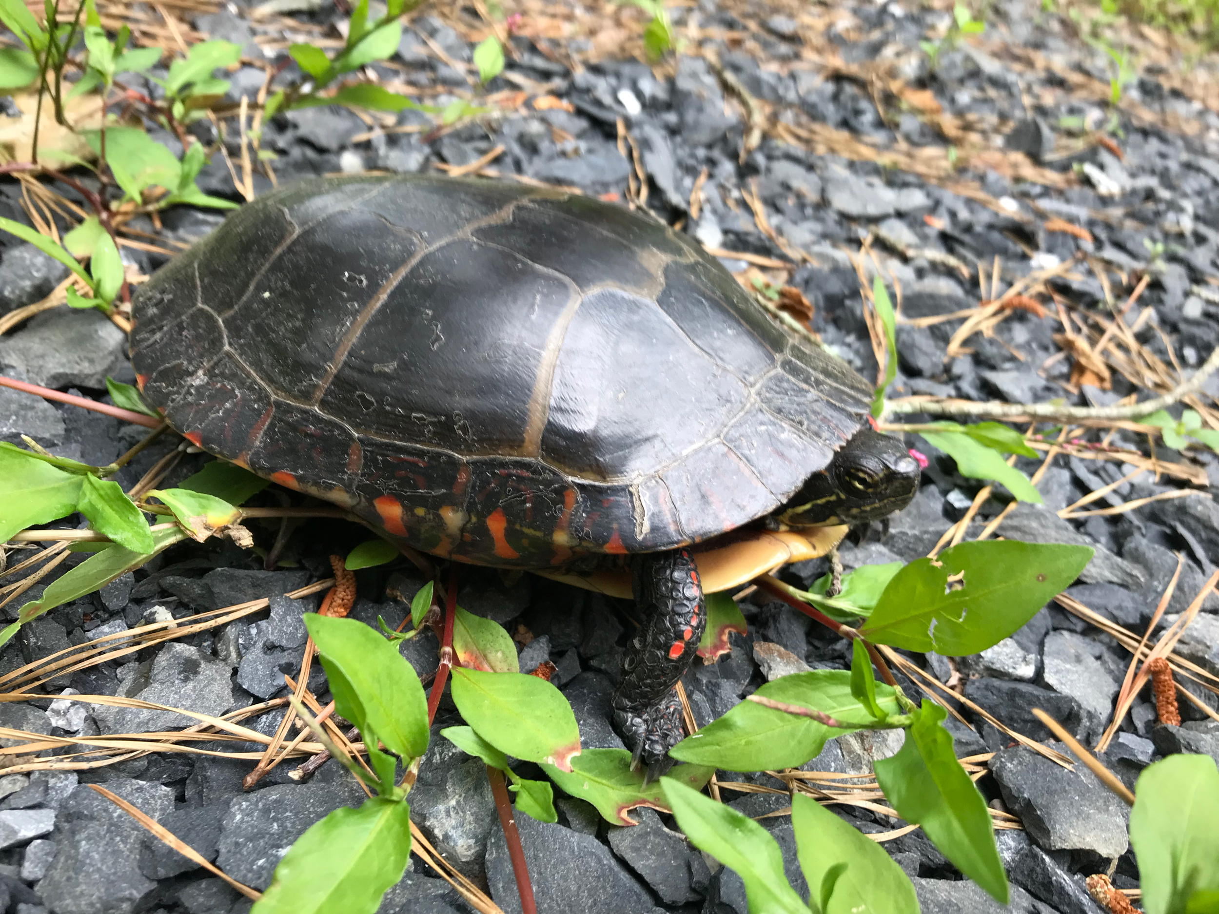 a turtle crawling along the trail