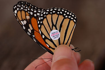 monarch-butterfly-danaus-plexippus-closeup