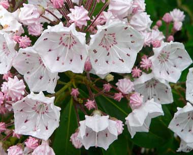 mt-laurel-kalmia-latifolia