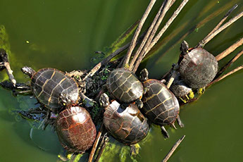 painted-turtles-in-water