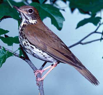 wood-thrush