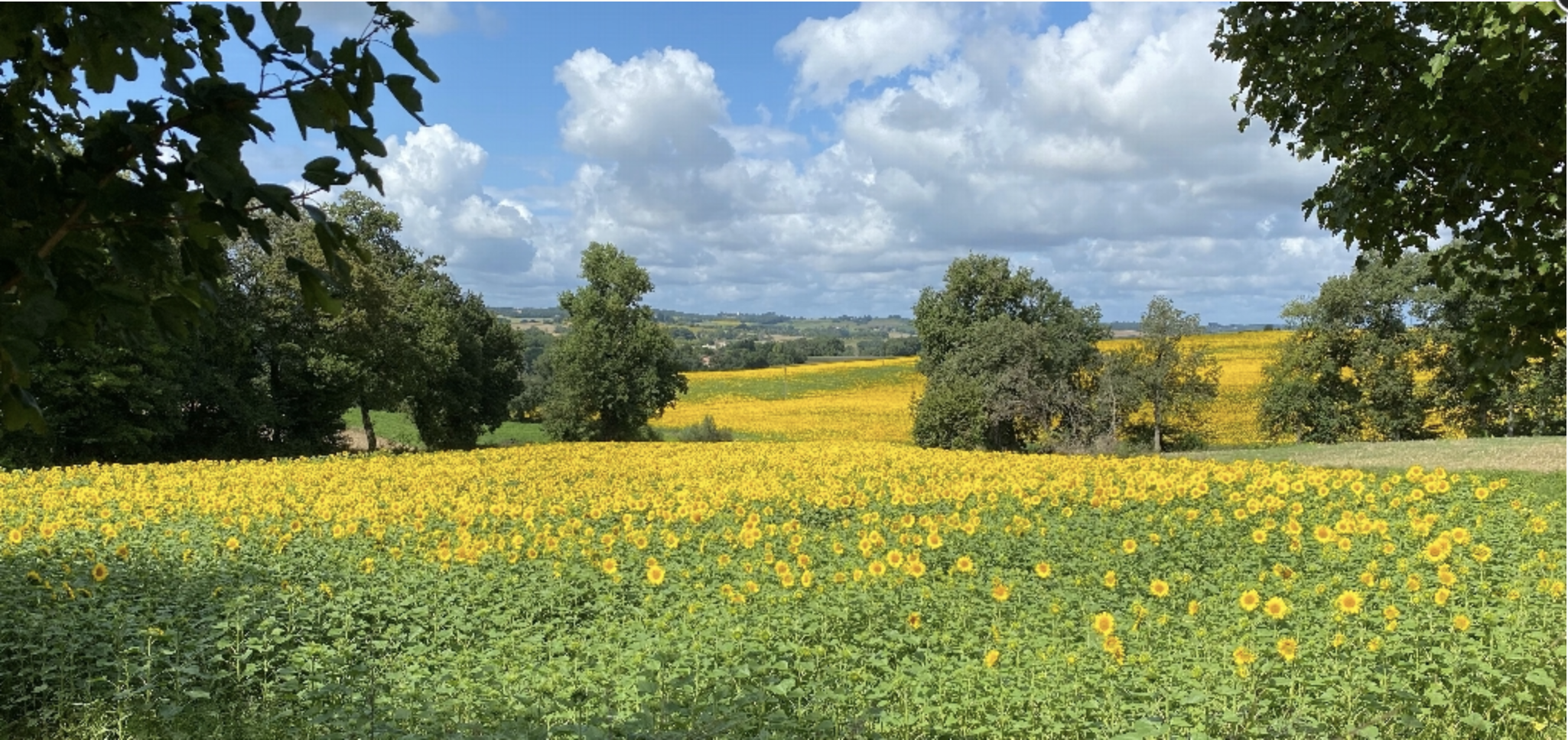 Sunflower Field, Le Puy Way