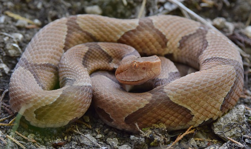 copperhead