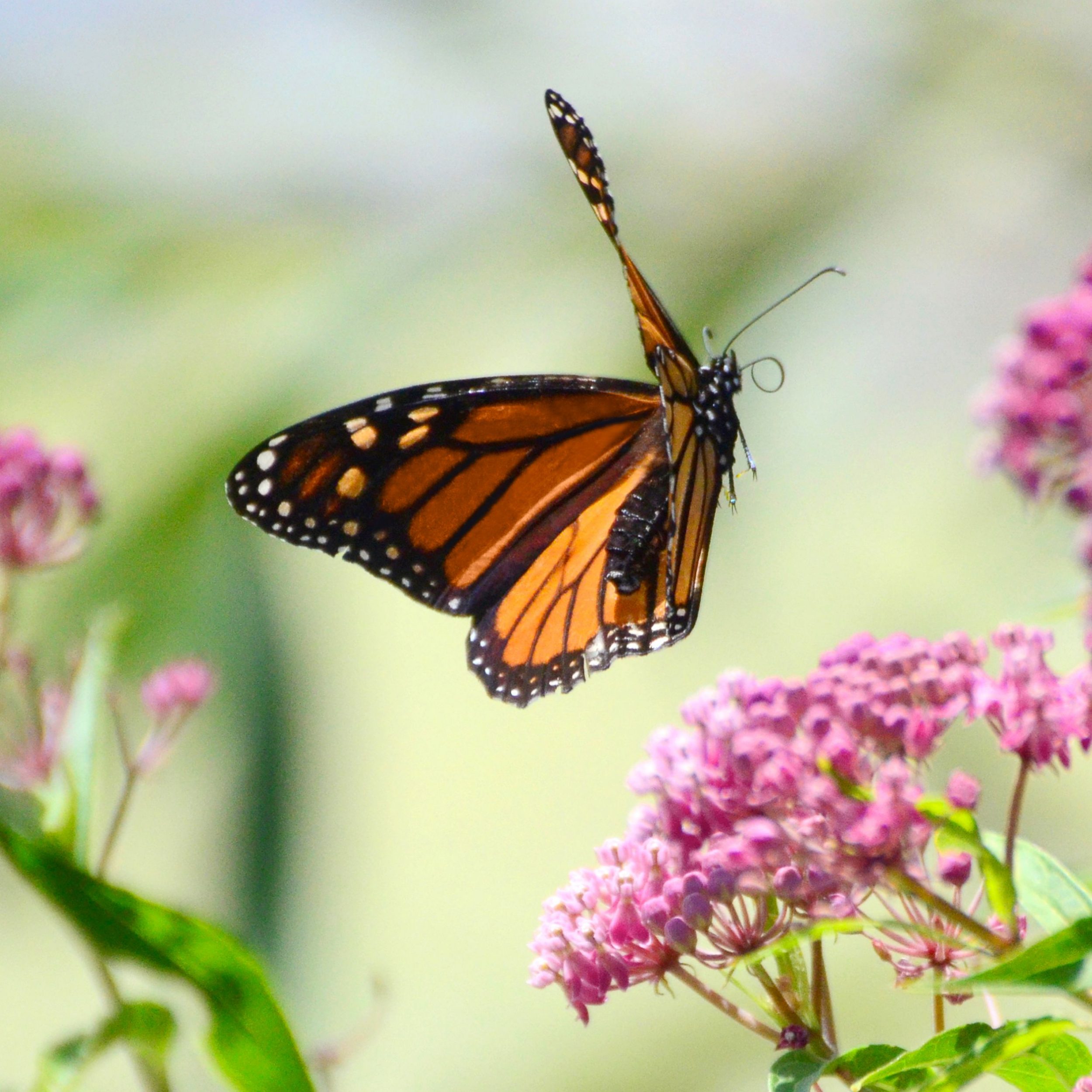 monarch butterfly