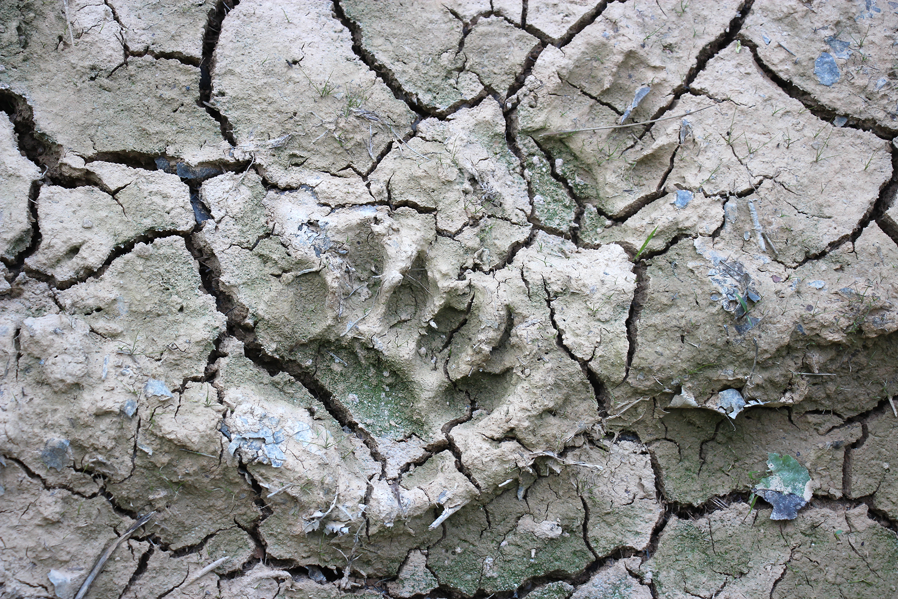 bear-tracks-in-dried-mud