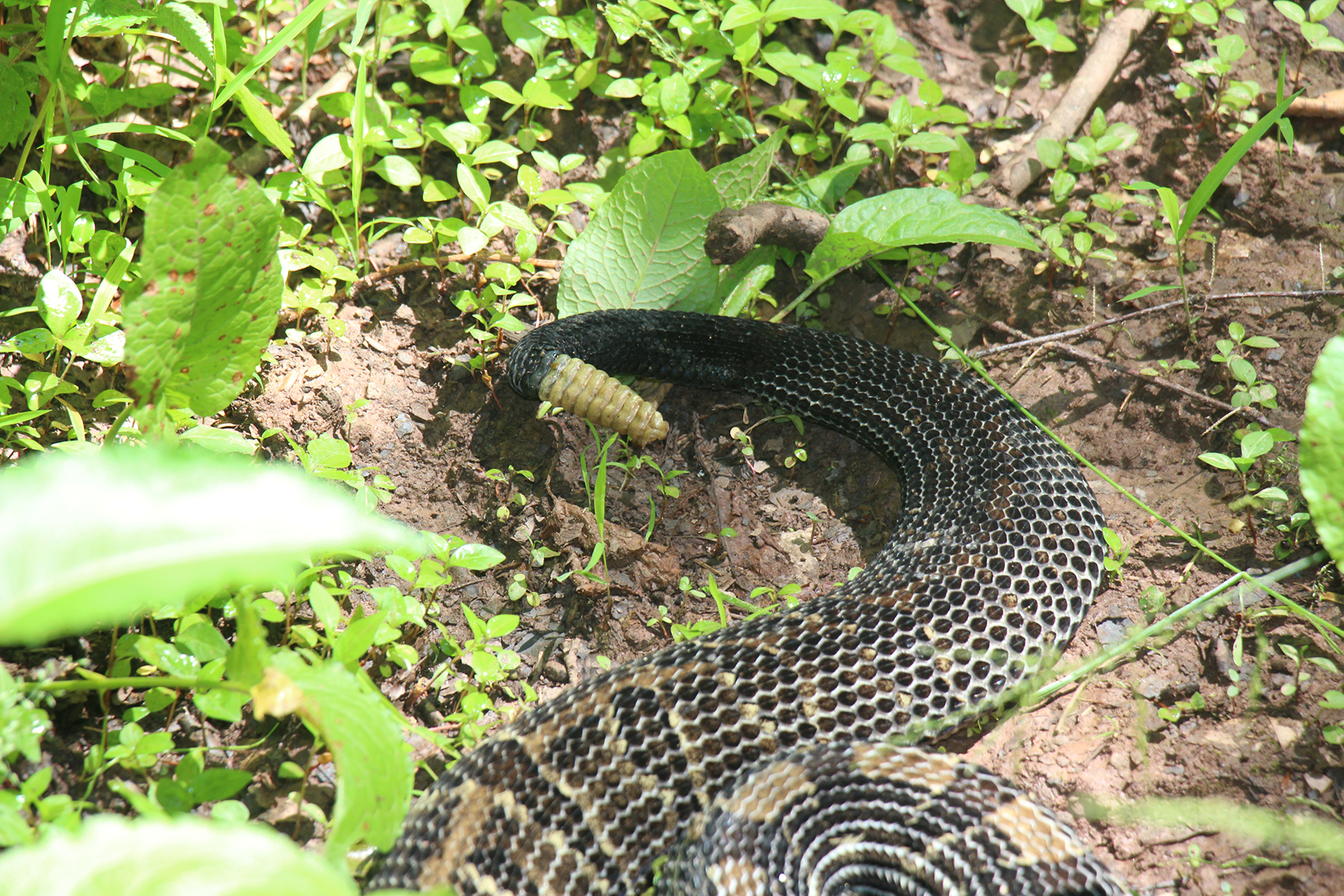 timber-rattle-snake-in-elk-state-forest
