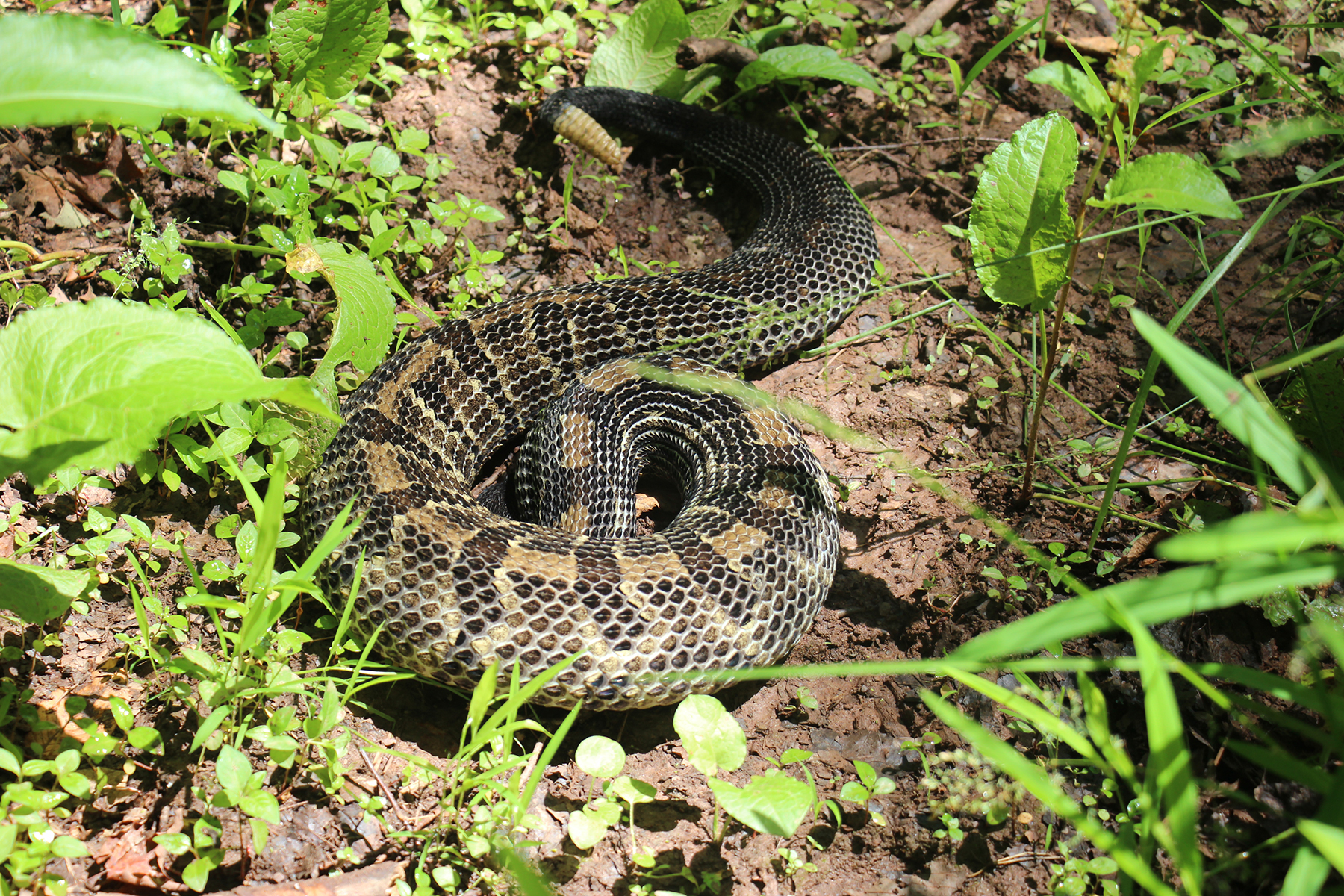 timber-rattle-snake-on-bucktail-path