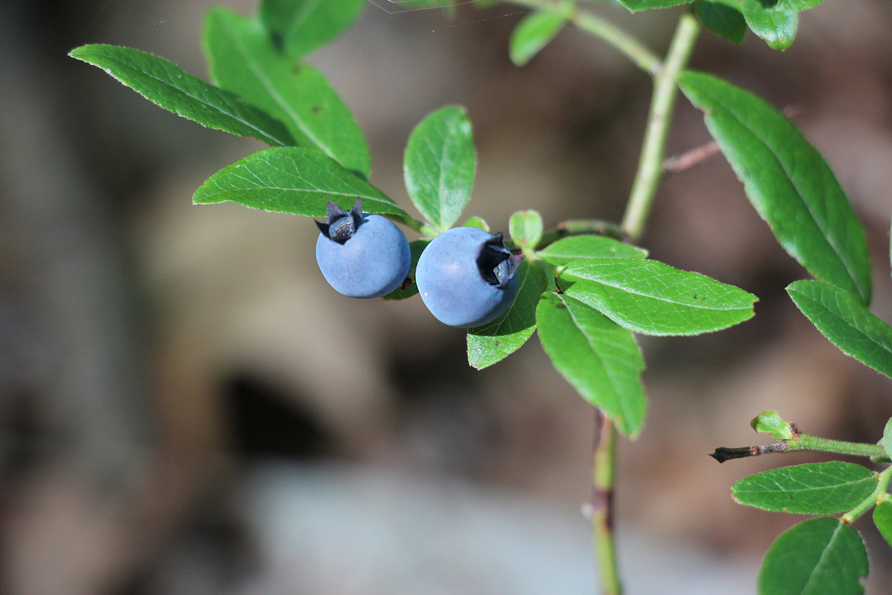 wild-blue-berries
