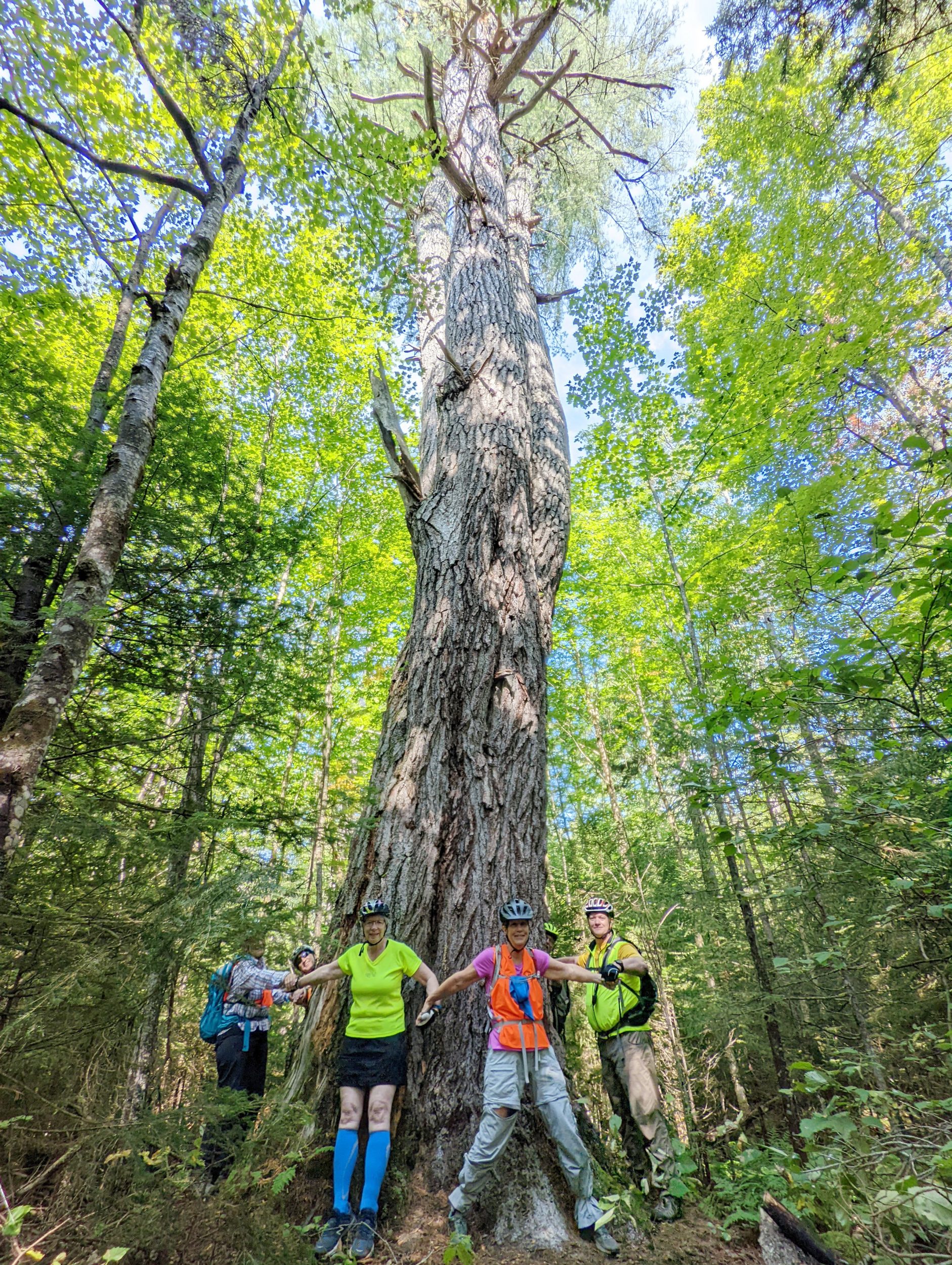 group-creates-human-cahin-around-tree