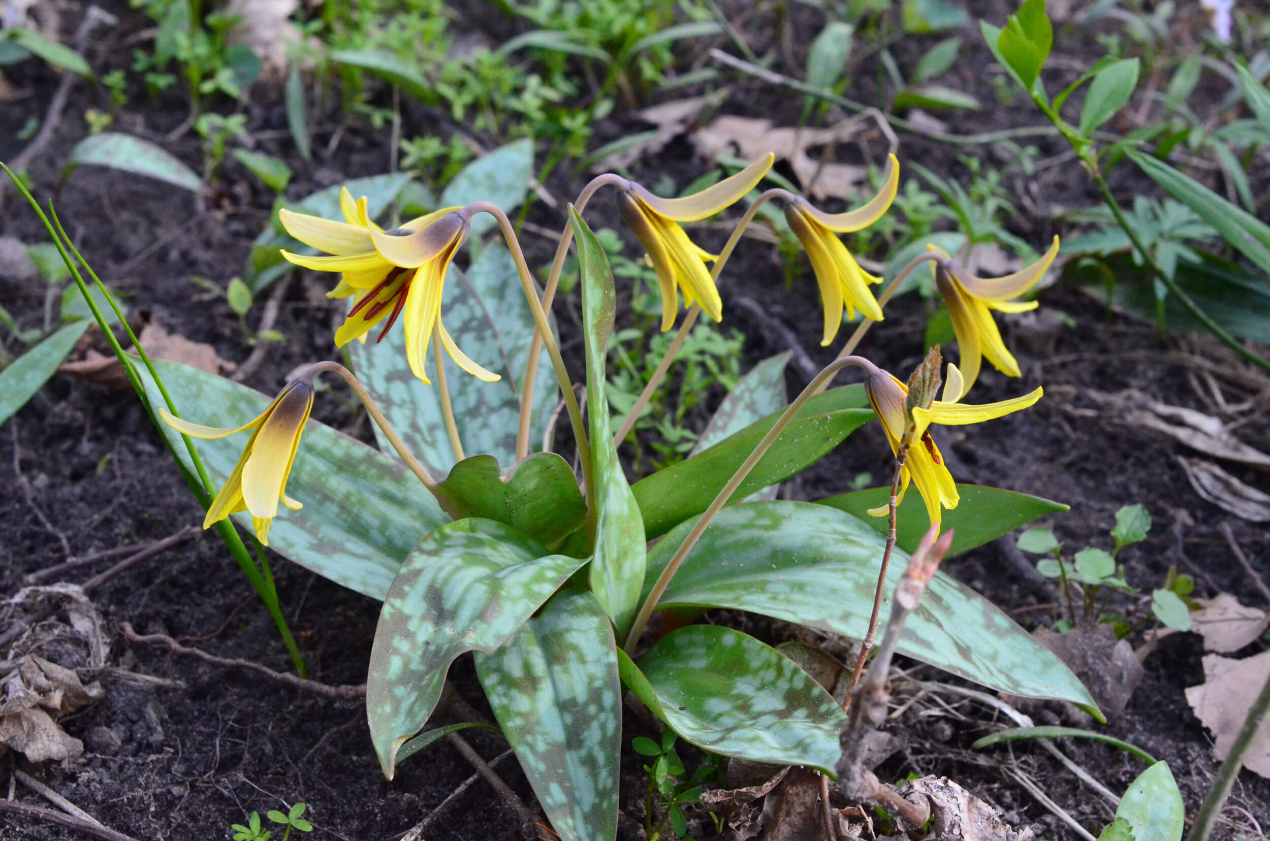Yellow Trout Lily by Mttswa