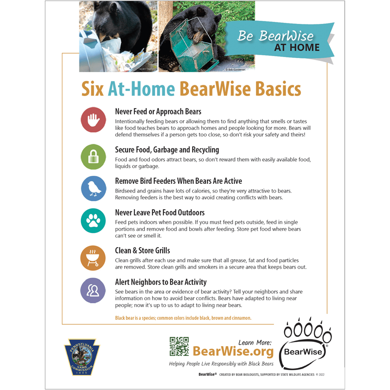 bearwise-6-basics-flyer-2023-preview