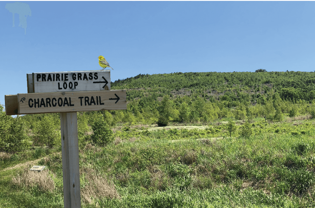 lehigh-gap-charcoal-trail